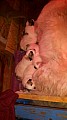 IMG-20170409-WA0066