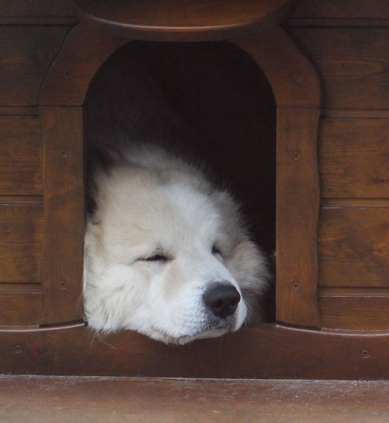 Omi in der zu kleinen Hütte